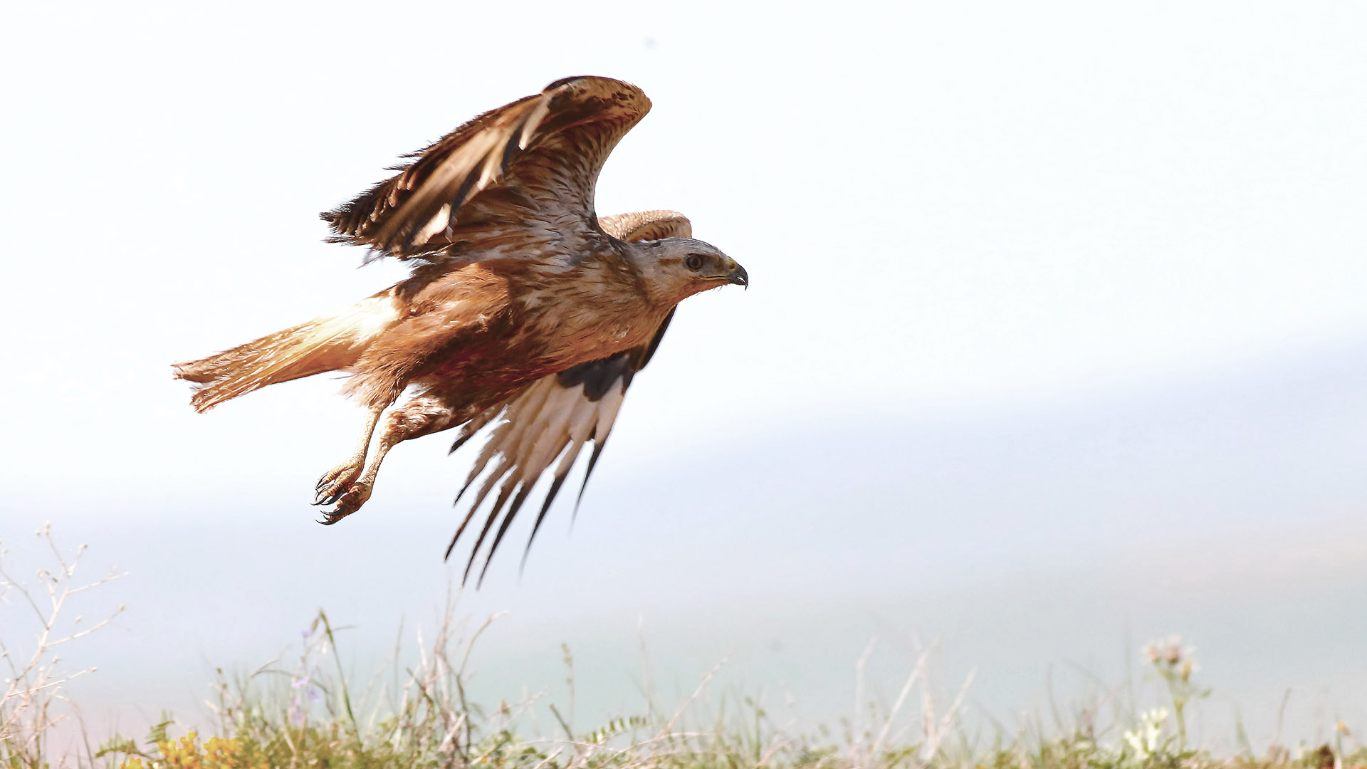 Long-legged Buzzard